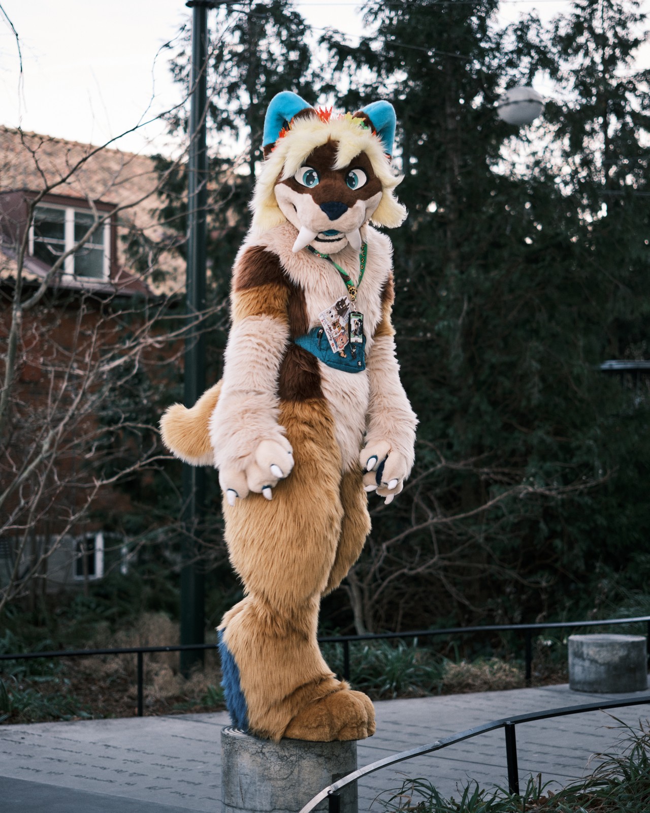 Catsury - Original